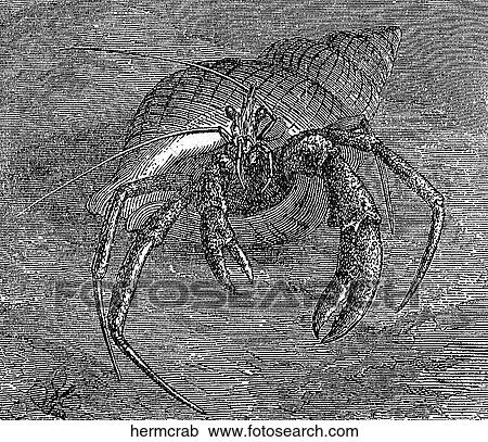 Aquatic life - other. A hermit crab in a borrowed shell. View Large Illustration Clipart - Aquatic life - other. A hermit crab in a borrowed shell.. Fotosearch