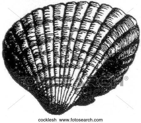 Aquatic life - other. A mollusk shell. View Large Illustration Drawing - Aquatic life - other. A mollusk shell.. Fotosearch