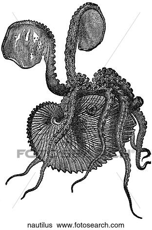 Aquatic life - other. A nautilus. View Large Illustration Stock Illustration - Aquatic life - other. A nautilus.. Fotosearch