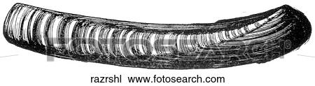 Aquatic life - other. A razor clam. View Large Illustration Drawing - Aquatic life - other. A razor clam.. Fotosearch