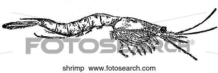 Aquatic life - other. A shrimp. View Large Illustration Stock Illustration - Aquatic life - other. A shrimp.. Fotosearch