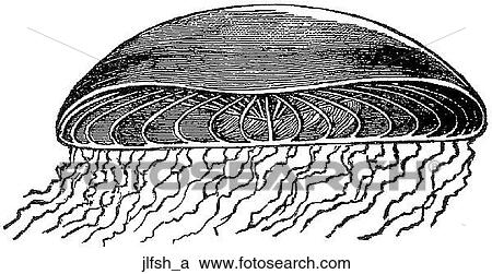 Aquatic life - other. A single jellyfish. View Large Illustration Clipart - Aquatic life - other. A single jellyfish.. Fotosearch