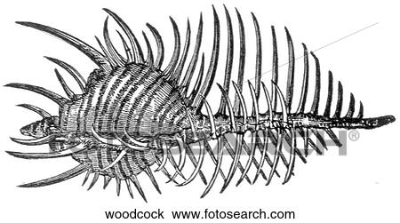 Aquatic life - other. A woodcock (spiny shell). View Large Illustration Drawing - Aquatic life - other. A woodcock (spiny shell).. Fotosearch