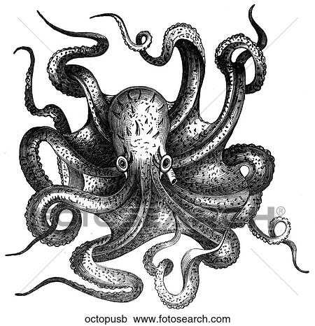 Aquatic life - other. An octopus. View Large Illustration Clipart - Aquatic life - other. An octopus.. Fotosearch
