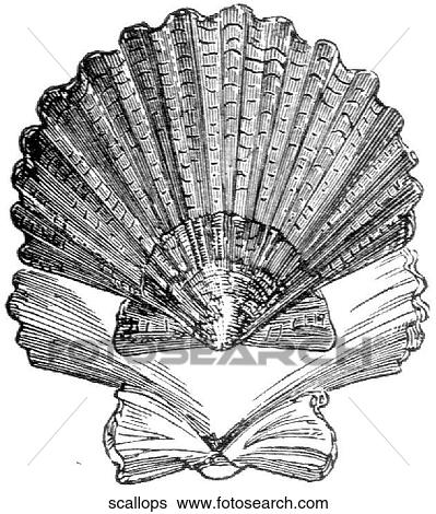 Aquatic life - other. Front and back of a scallop shell. View Large Illustration Stock Illustration - Aquatic life - other. Front and back of a scallop shell.. Fotosearch