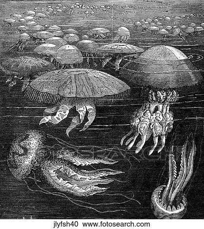 Aquatic life - other. Hundreds of jellyfish. View Large Illustration Clipart - Aquatic life - other. Hundreds of jellyfish.. Fotosearch
