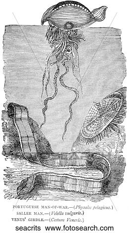 Stock Illustration - Aquatic life - other. Portuguese man-of-war and other sea creatures.. Fotosearch