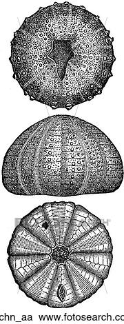 Aquatic life - other. Sea urchins #1: 3 different species. View Large Illustration Clipart - Aquatic life - other. Sea urchins #1: 3 different species.. Fotosearch