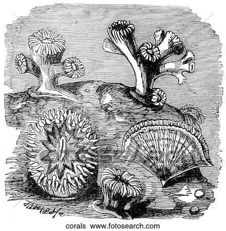 Aquatic life - other. Several varieties of coral. View Large Illustration Stock Illustration - Aquatic life - other. Several varieties of coral.. Fotosearch