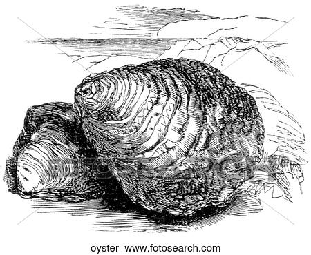 Aquatic life - other. Two oyster shells. View Large Illustration Stock Illustration - Aquatic life - other. Two oyster shells.. Fotosearch
