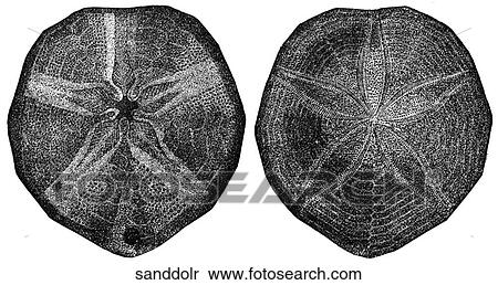 Aquatic life - other. Two sand dollars. View Large Illustration Stock Illustration - Aquatic life - other. Two sand dollars.. Fotosearch