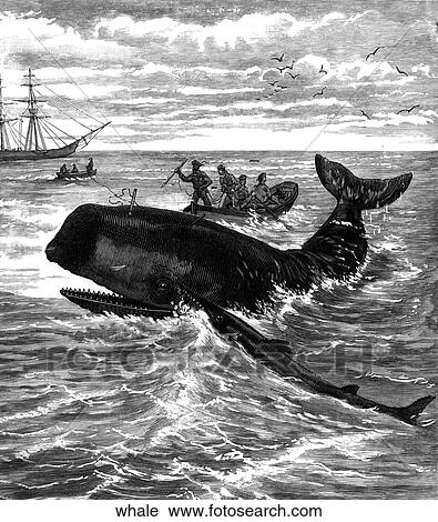 Aquatic life - scene. A sperm whale being hunted. View Large Illustration Clip Art - Aquatic life - scene. A sperm whale being hunted.. Fotosearch