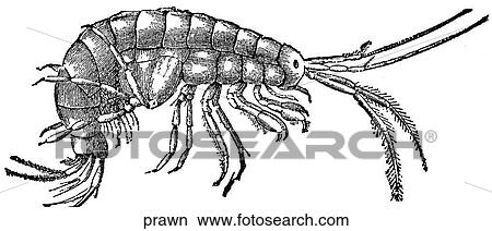 Auatic life - other. A prawn. View Large Illustration Stock Illustration - Auatic life - other. A prawn.. Fotosearch