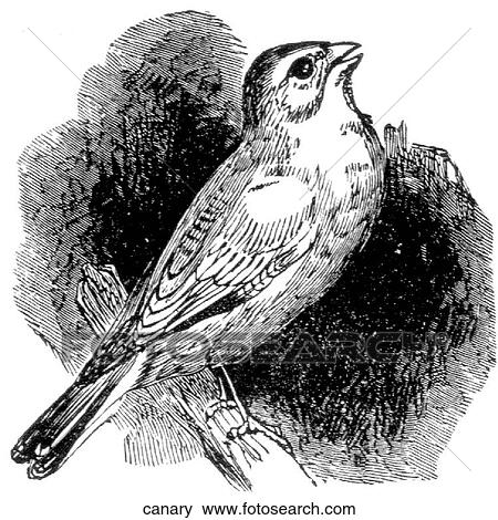 Birds. A canary on a branch. View Large Illustration Stock Illustration - Birds. A canary on a branch.. Fotosearch