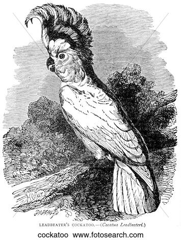 Birds. A cockatoo (bird). View Large Illustration Stock Illustration - Birds. A cockatoo (bird).. Fotosearch