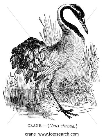 Birds. A crane arching its neck. View Large Illustration Clip Art - Birds. A crane arching its neck.. Fotosearch