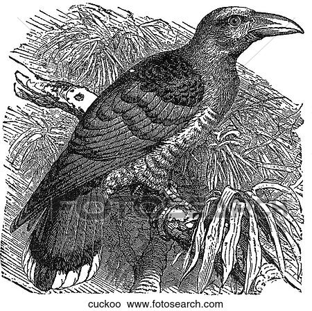 Birds. A cuckoo bird. View Large Illustration Stock Illustration - Birds. A cuckoo bird.. Fotosearch