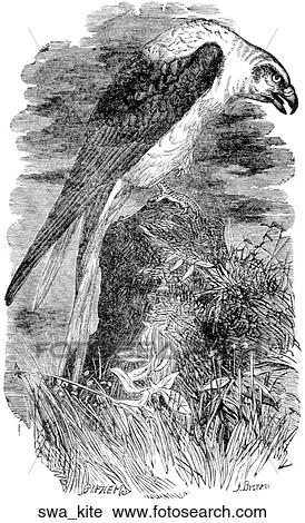 Birds. A falcon. View Large Illustration Clip Art - Birds. A falcon.. Fotosearch