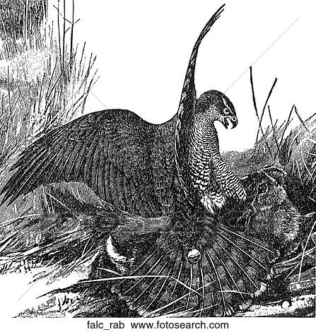 Birds. A falcon swoops down on a rabbit. View Large Illustration Clipart - Birds. A falcon swoops down on a rabbit.. Fotosearch