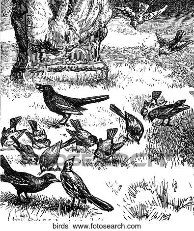 Stock Illustration - Birds. A flock of birds eating seeds.. Fotosearch