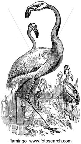 Birds. A flock of flamingos in classic poses. View Large Illustration Stock Illustration - Birds. A flock of flamingos in classic poses.. Fotosearch