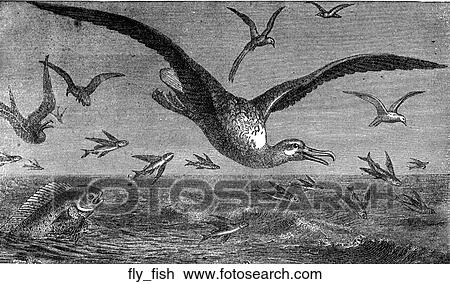 Birds. A flock of seagulls with flying fish. View Large Illustration Drawing - Birds. A flock of seagulls with flying fish.. Fotosearch