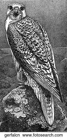 Birds. A gerfalcon. View Large Illustration Stock Illustration - Birds. A gerfalcon.. Fotosearch
