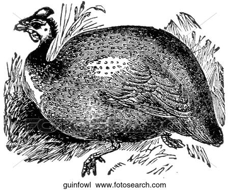 Birds. A guinea hen. View Large Illustration Drawing - Birds. A guinea hen.. Fotosearch