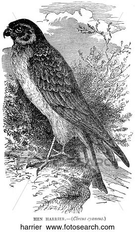 Birds. A harrier hawk. View Large Illustration Stock Illustration - Birds. A harrier hawk.. Fotosearch