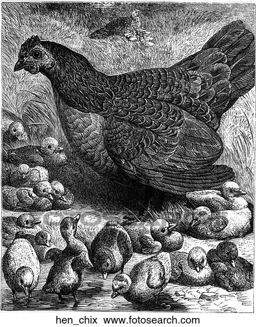 Birds. A hen with her chicks. View Large Illustration Stock Illustration - Birds. A hen with her chicks.. Fotosearch