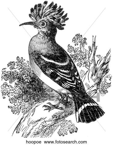Birds. A hoopoe (a type of bird). View Large Illustration Clip Art - Birds. A hoopoe (a type of bird).. Fotosearch
