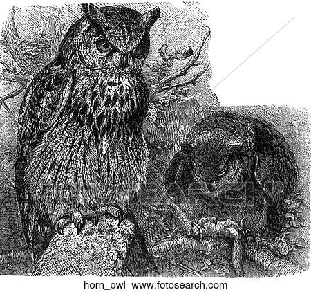 Birds. A horned owl. View Large Illustration Drawing - Birds. A horned owl.. Fotosearch