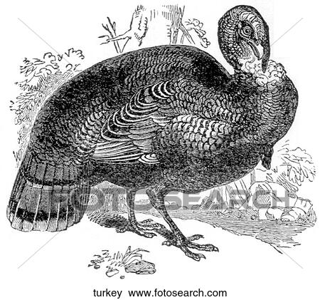 Birds. A male turkey walking around. View Large Illustration Stock Illustration - Birds. A male turkey walking around.. Fotosearch