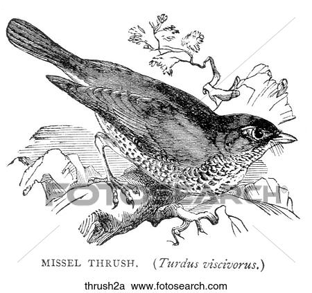 Clipart - Birds. A missel thrush.. Fotosearch