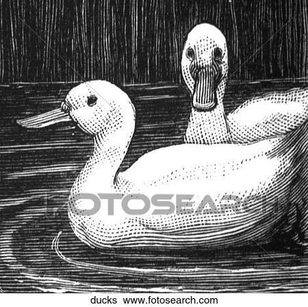 Birds. A pair of ducks swimming. View Large Illustration Stock Illustration - Birds. A pair of ducks swimming.. Fotosearch