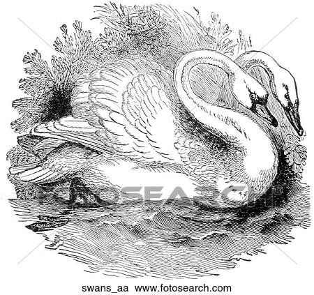 Birds. A pair of swans. View Large Illustration Clipart - Birds. A pair of swans.. Fotosearch