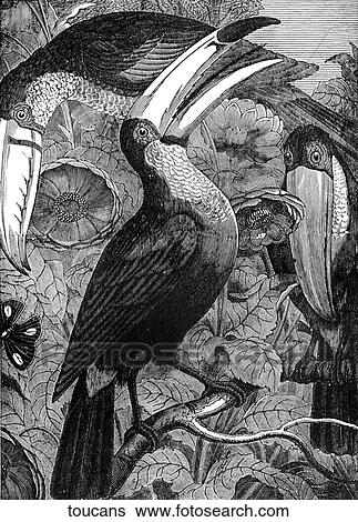 Stock Illustration - Birds. A pair of toucans.. Fotosearch