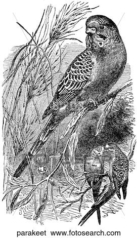 Stock Illustration - Birds. A parakeet.. Fotosearch