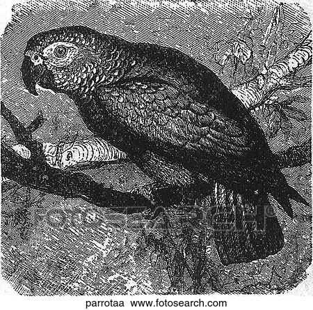 Birds. A parrot. View Large Illustration Clipart - Birds. A parrot.. Fotosearch
