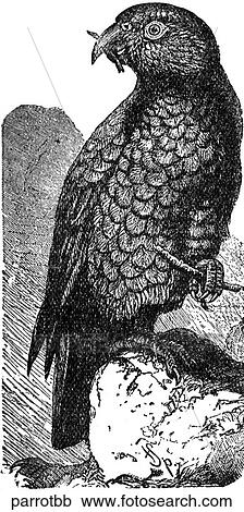 Birds. A parrot. View Large Illustration Clipart - Birds. A parrot.. Fotosearch