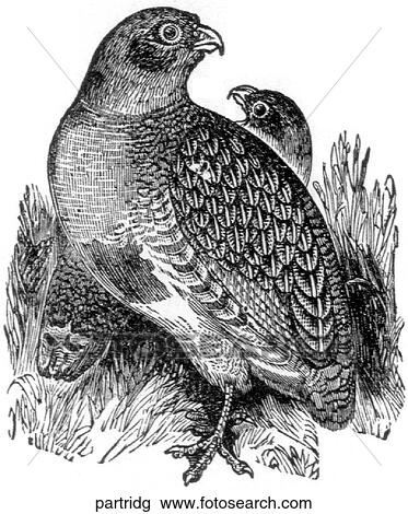 Birds. A partridge. View Large Illustration Drawing - Birds. A partridge.. Fotosearch