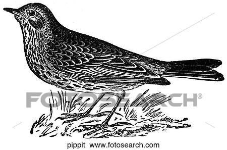 Birds. A pippit (bird). View Large Illustration Stock Illustration - Birds. A pippit (bird).. Fotosearch