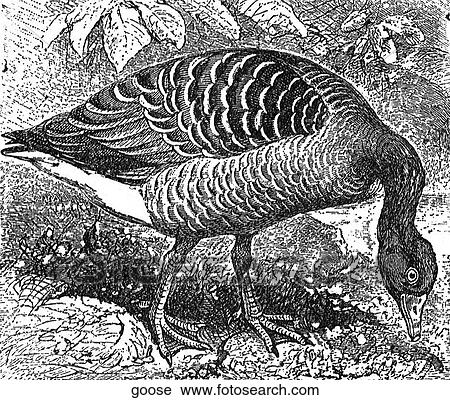 Birds. A plump goose pecking for seeds. View Large Illustration Clip Art - Birds. A plump goose pecking for seeds.. Fotosearch