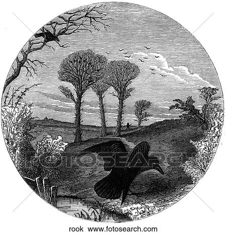 Birds. A rook flapping its wings. View Large Illustration Drawing - Birds. A rook flapping its wings.. Fotosearch