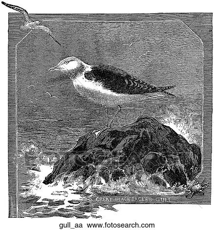 Clipart - Birds. A seagull perched on a rock.. Fotosearch