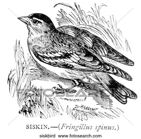 Birds. A siskin (type of bird). View Large Illustration Clip Art - Birds. A siskin (type of bird).. Fotosearch