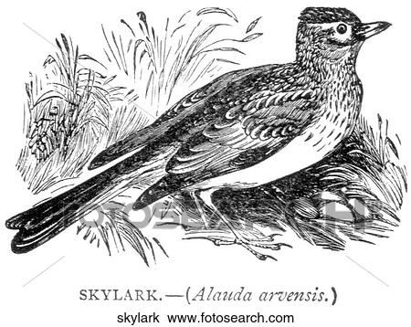 Birds. A skylark. View Large Illustration Drawing - Birds. A skylark.. Fotosearch