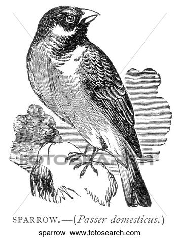 Birds. A sparrow. View Large Illustration Stock Illustration - Birds. A sparrow.. Fotosearch