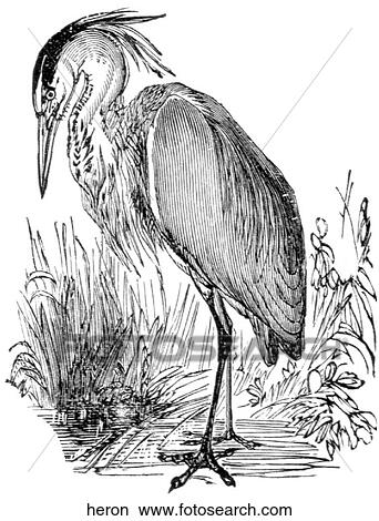 Birds. A stately heron. View Large Illustration Stock Illustration - Birds. A stately heron.. Fotosearch