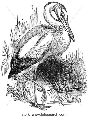 Drawing - Birds. A stork.. Fotosearch